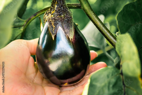 Fresh round eggplant picked from the garden – natural organic vegetable harvest. Organic round eggplant in hands.