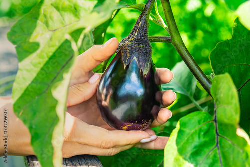 Fresh round eggplant picked from the garden – natural organic vegetable harvest. Organic round eggplant in hands.