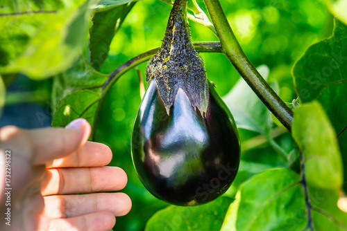 Fresh round eggplant picked from the garden – natural organic vegetable harvest. Organic round eggplant in hands.