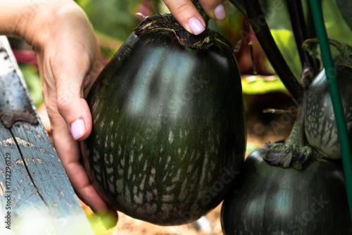 Fresh round eggplant picked from the garden – natural organic vegetable harvest. Organic round eggplant in hands.