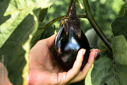 Fresh round eggplant picked from the garden – natural organic vegetable harvest. Organic round eggplant in hands.