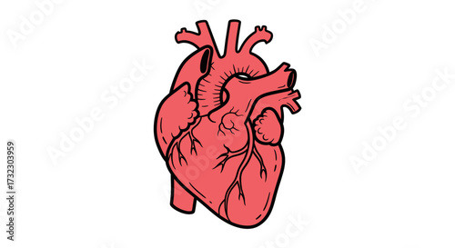 Anatomical heart illustration with bold outlines on a clean white backdrop