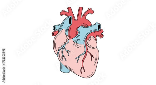 Anatomical heart illustration with vibrant colors for medical or educational uses