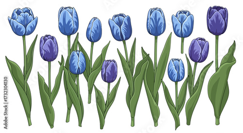 Arrangement of blue and purple tulip flowers with vibrant green foliage on white background