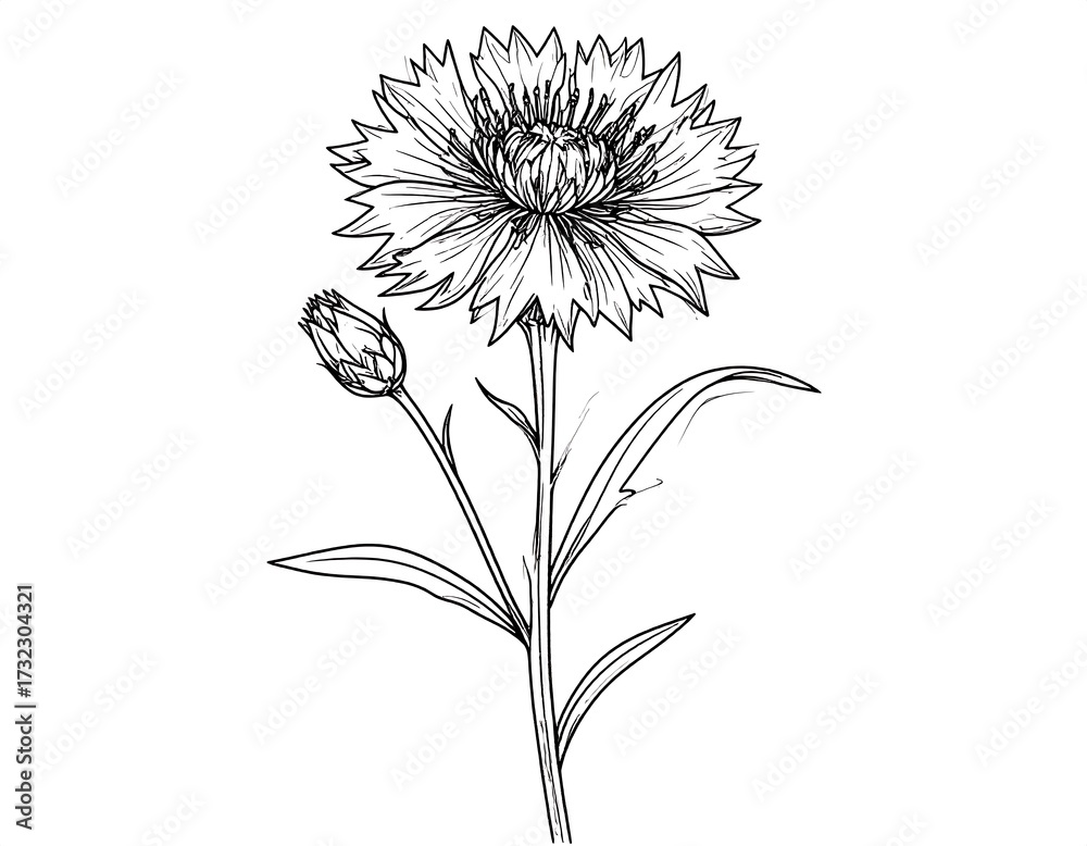 custom made wallpaper toronto digitalDetailed line drawing of a carnation flower and bud