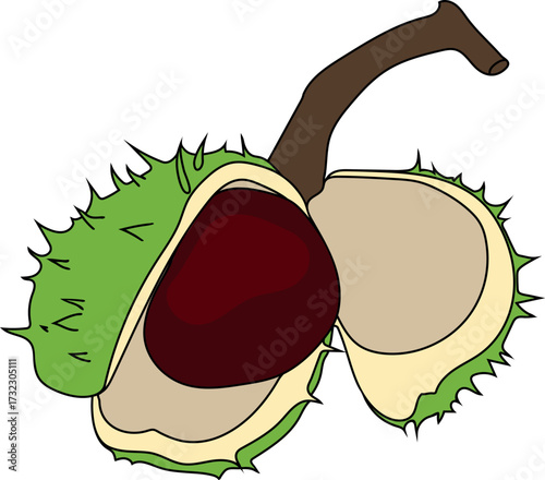 Dehiscent fruit of horse chestnut (Aesculus hippocastanum) isolated on white background	
