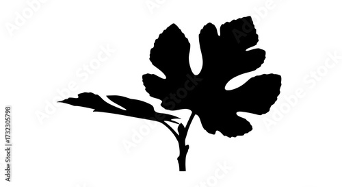 Elegant botanical silhouette showcasing a fig leaf and stem against a clean white background