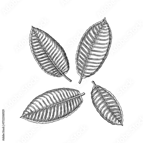 Kratom leaves sketches set. Tropical medicinal plant hand drawn vector illustrations. Herbal medicine ingredient.  NOT AI generated