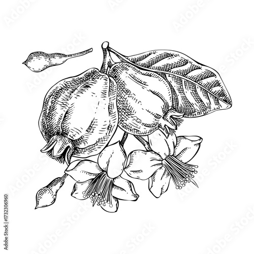 Guava sketch. Exotic fruit with flowers and leaves hand drawn vector illustration. Vintage myrtle plant drawing. NOT AI generated