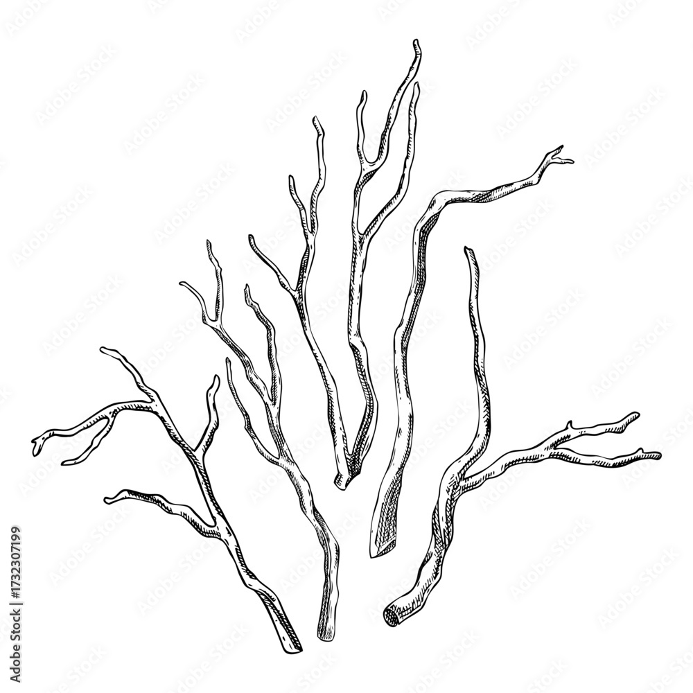 Fototapeta premium Kava Kava roots sketch. Apothecary plant drawing. Herbal remedies, medicinal plants, natural medicine hand-drawn vector illustration. NOT AI generated