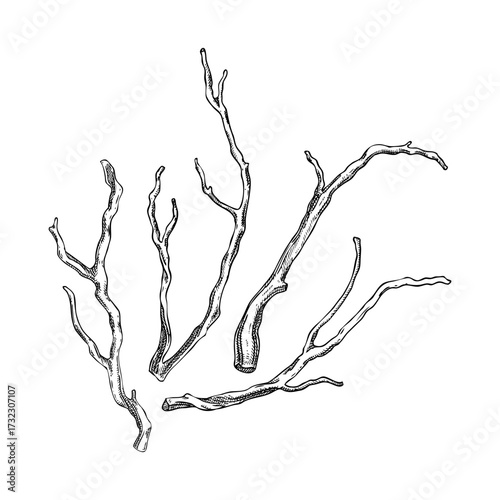 Kava Kava roots sketch. Apothecary plant drawing. Herbal remedies, medicinal plants, natural medicine hand-drawn vector illustration. NOT AI generated