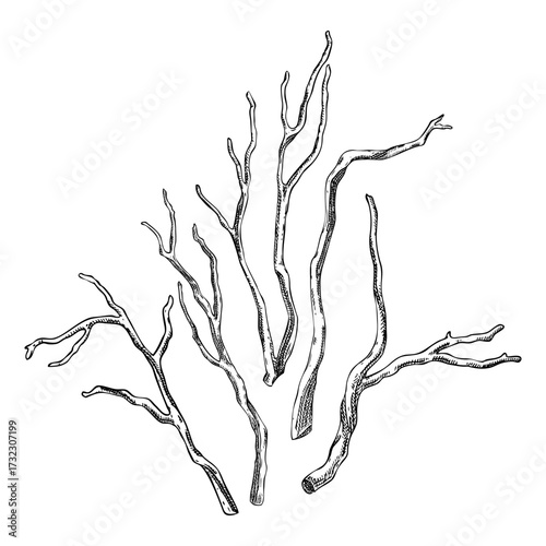 Kava Kava roots sketch. Apothecary plant drawing. Herbal remedies, medicinal plants, natural medicine hand-drawn vector illustration. NOT AI generated