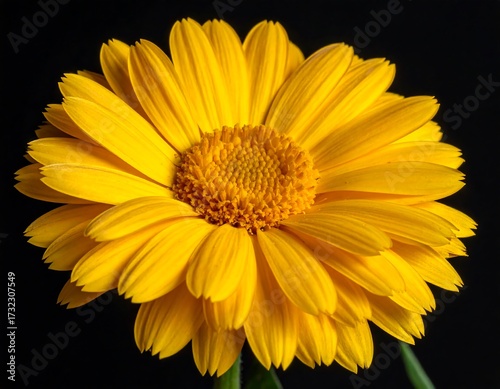 Close-up of vibrant yellow flower