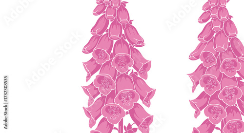 Graphic illustration of two pink foxglove flowers, isolated on white