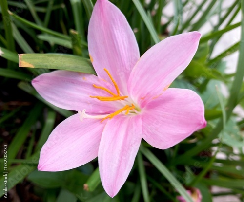 pink lily flowwe in autumn 