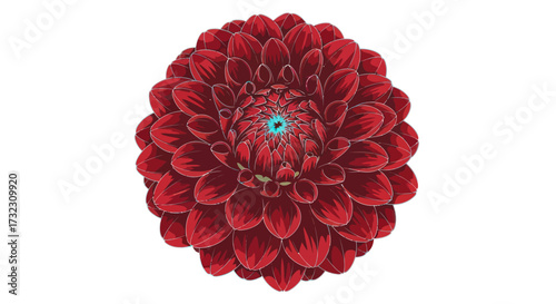 Maroon dahlia with aqua center
