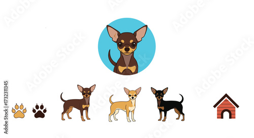 Understanding your chihuahua's needs and behaviors for a happy life together.