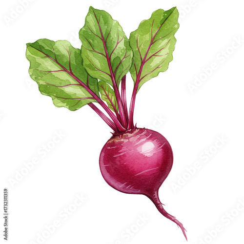 Watercolor illustration of a fresh beetroot with vibrant green leaves isolated on white background
