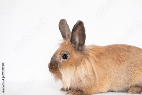 Little dwarf rabbit isolated on white background with copy space
