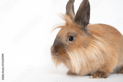 Little red dwarf rabbit isolated on white