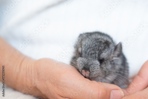 Cute baby chinchilla 3 days old on a white background