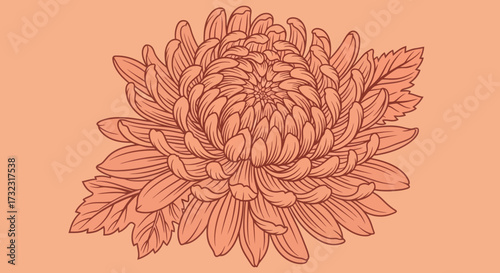 Line-art drawing of a chrysanthemum flower on a peach background