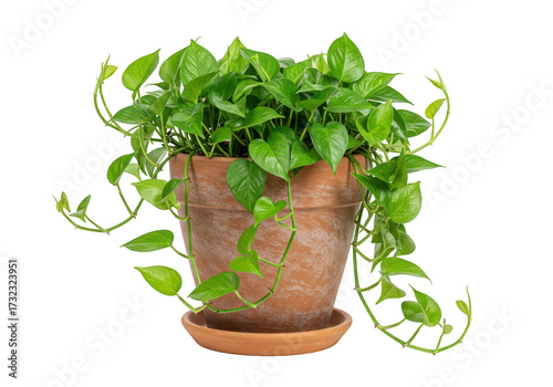 Lush green pothos plant in a terracotta pot isolated on transparent background