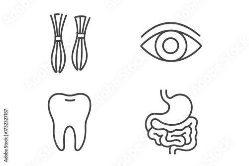 Anatomy line icon set. Human body parts collection. Medical symbols for eye, tooth, muscle, stomach, and intestine. Health, dental, vision, and digestive system concepts.