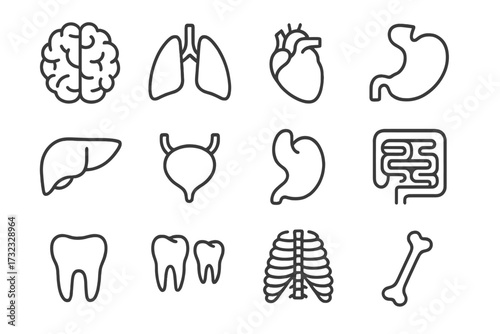 Internal organs, teeth, and bones icon set for UI design, placards, books, and apps. Editable stroke vector illustration, suitable for websites, apps, medical cards, and educational materials.