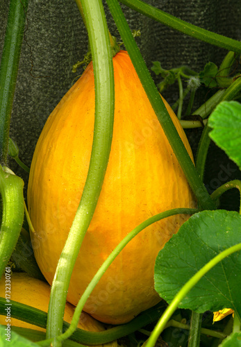 Yellow pumpkin in the garden in October.