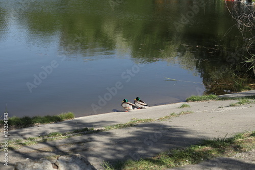 Two mallards are sitting on a concrete dam.