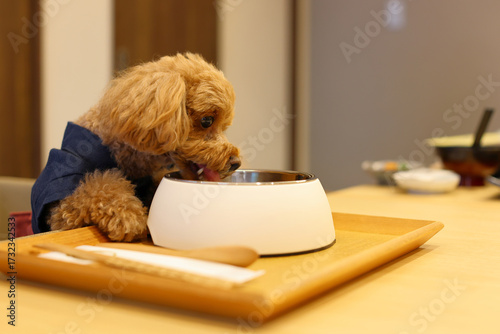 美味しそうにご飯を食べているトイ・プードル