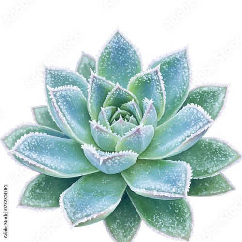 Frosty succulent rosette with delicate white edging isolated on white background