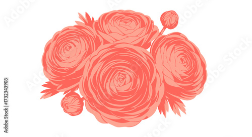 Coral ranunculus bouquet illustration, multiple blooms with tight petals, isolated on white