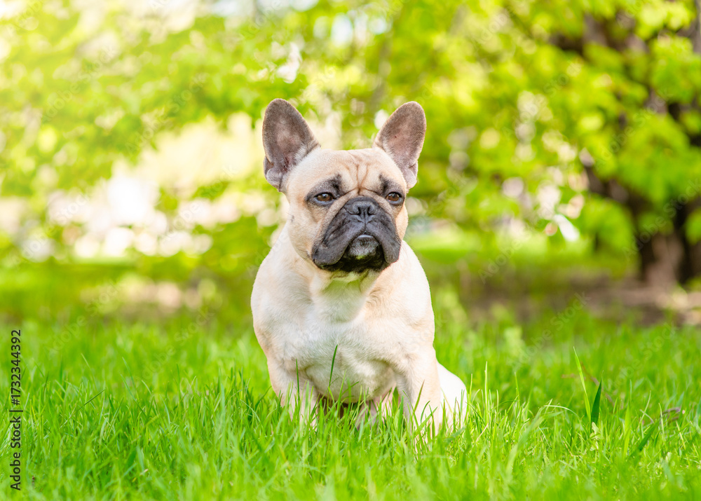Obraz premium Portrait of a French bulldog puppy sitting on green summer grass