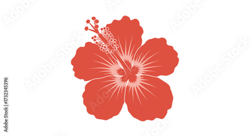 Red hibiscus illustration. Open flower with distinct pistil and stamen details on white background