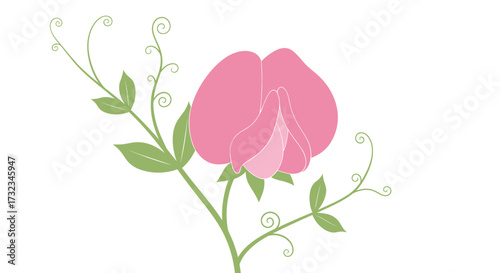 Pink flower illustration with green stem and curling tendrils