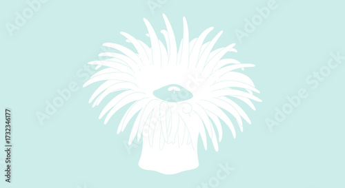 Sea Anemone