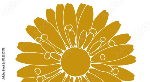 Golden daisy half showing white outlines