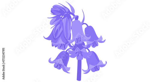 Periwinkle bluebell floral illustration on a white background