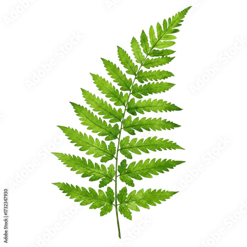 Vibrant green fern frond displaying intricate leaflet details and texture isolated on white background
