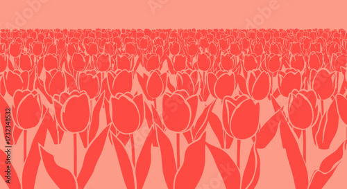Uniform coral field of tulips, tightly packed