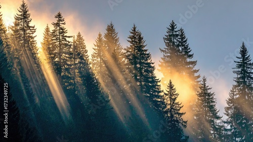 Fototapeta Naklejka Na Ścianę i Meble -  Sunlight streams through a dense forest at dawn.