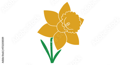 Daffodil illustration