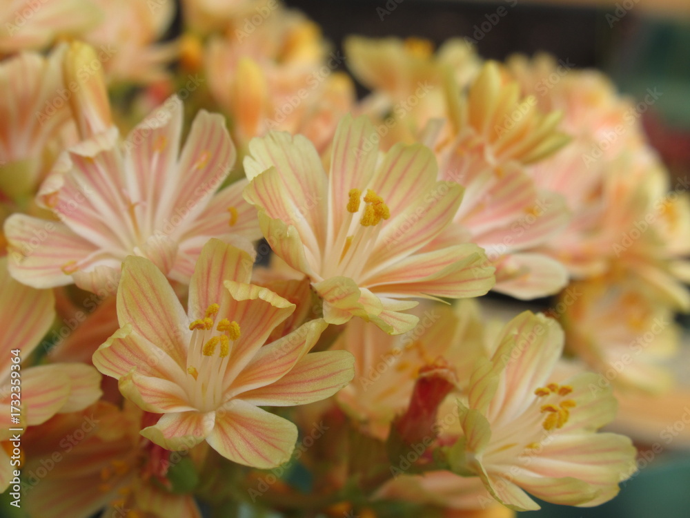 Fototapeta premium Zbliżenie na herbaciane kwiaty rośliny z gatunku lewisia