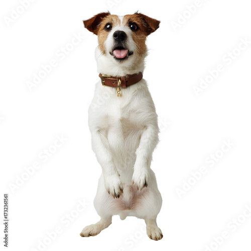 white background, full-body photograph of a jack russell terrier dog standing on its hind legs with its tongue out, wearing a leather collar around its neck, isolated in a  Transparent background PNG