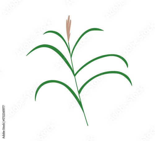 Green reed grass, field plant branch with long leaves and spikelet. Meadow floral decoration, leaf, sprig. Wild nature decor. Botanical flat vector illustration isolated on white background.