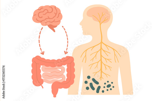 Gut-brain axis and microbiome concept. Enteric nervous system in human body. Signals from brain to digestive tract. Intestine, colon, bowel, gut flora and medical vector.