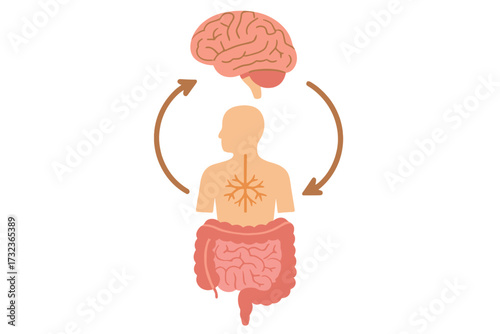 Gut-brain axis and microbiome concept. Enteric nervous system in human body. Signals between brain and digestive tract, including small and large intestine, colon, and bowel.