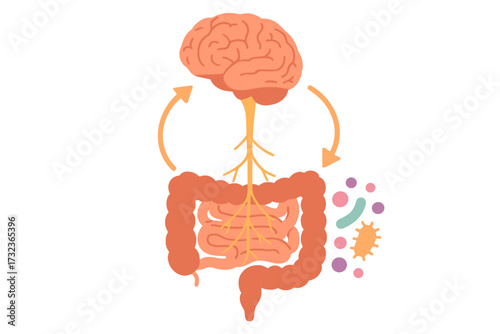 Gut-brain axis and microbiome concept. Enteric nervous system in the human body. Small and large intestine connection. Signals from brain to digestive tract and gut flora.
